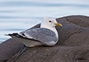 Larus canus